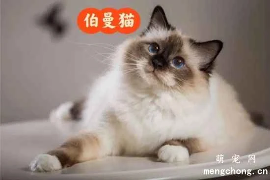 Care and feeding tips for Birman cats