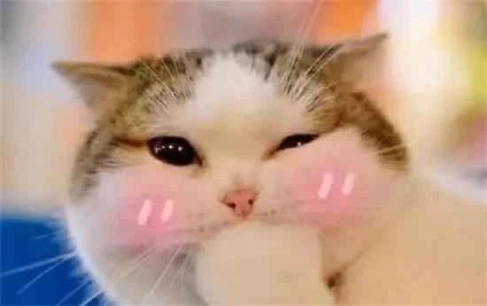 Why do cats like to sleep at your feet?