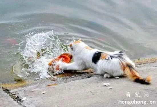 Do cats use their tails to fish?