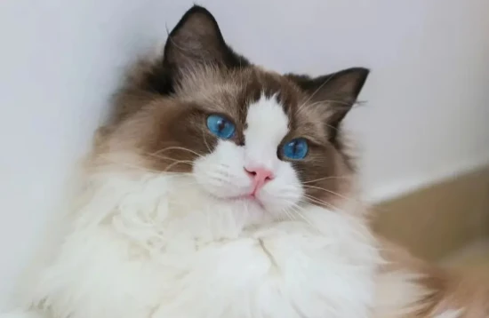 How much does a cat vaccine cost per shot?