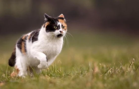 What is the interval between cat vaccinations?