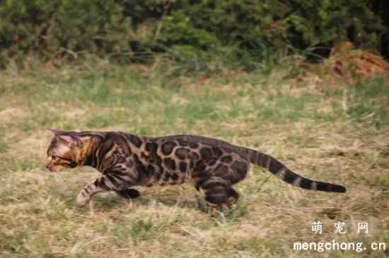 Personality traits of Bengal cats