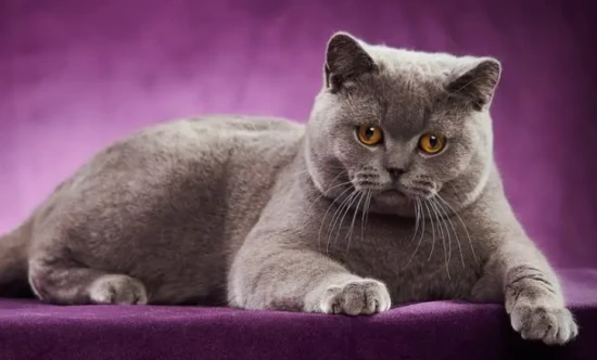 It is an auspicious sign for a woman to dream of being bitten by a cat.