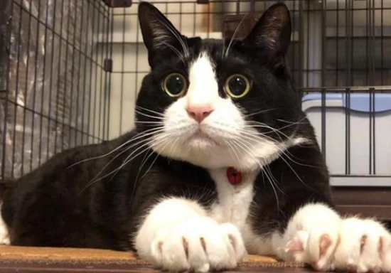 What does "hanging-face cat" mean?