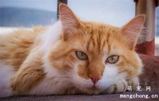 What behaviors from your cat owner might make your cat think you don't want it anymore?