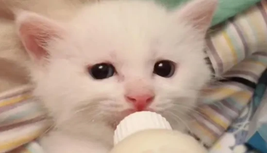 How long after a kitten chokes on milk will it develop pneumonia?