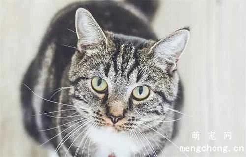 How to correctly determine if a female cat is in heat?