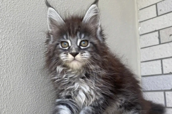 The best of cats, the undisputed ruler of the feline world!