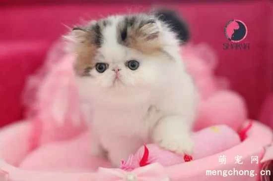 Garfield cat (Exotic Shorthair) care and management in all seasons