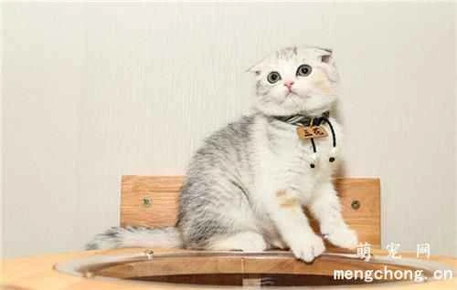 Are domestic shorthair cats easier to care for than pet cats?