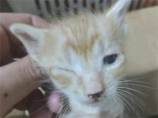 How many days after the kitten opened its eyes?