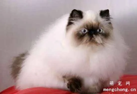 Himalayan cat care and maintenance techniques