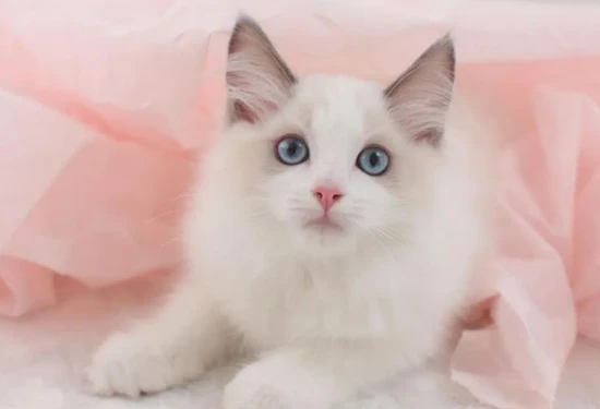 What are some of the more expensive cat breeds?