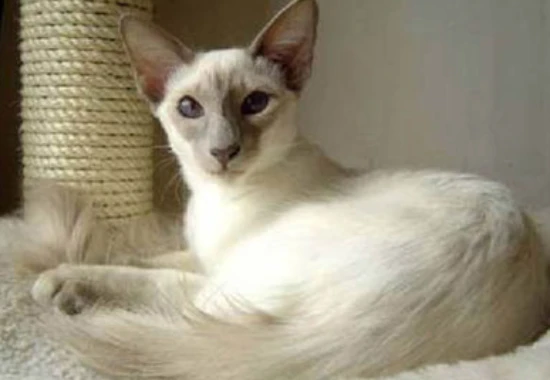 What is the longest lifespan of a Java cat?