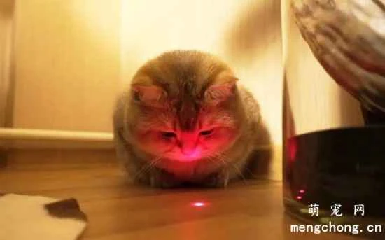 For the safety of cats, what precautions should be taken when using a laser pointer to tease them?