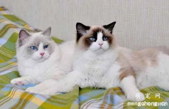 Ragdoll cat care tips