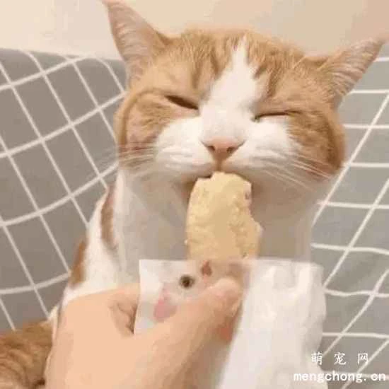 How to keep your cat healthy both physically and mentally? Signs of psychological stress in cats.