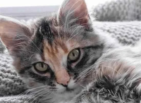 Do you have a cat and a pothos plant at home? Don't worry, let them coexist peacefully!