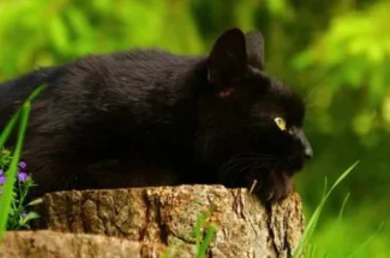 What are the taboos for girls who keep black cats?
