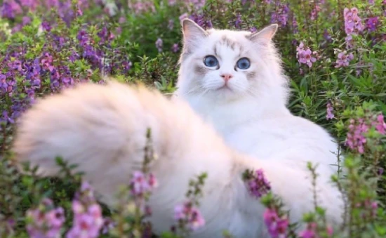 Does a female cat develop cheek puffiness?