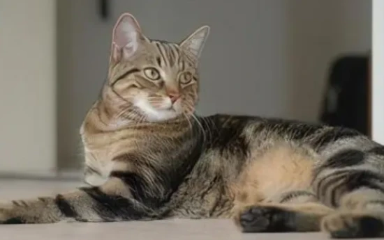 What is the longest a cat can live?