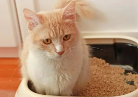 How to get rid of the smell of cat urine