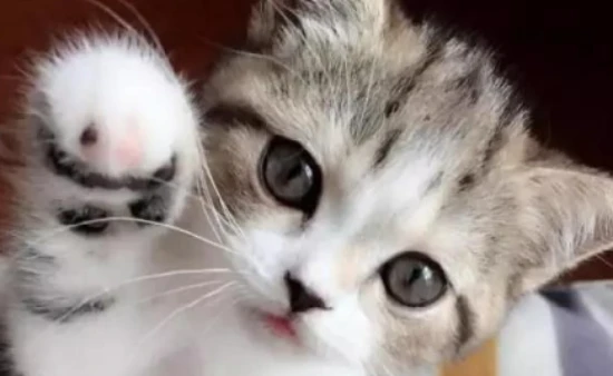 Can you attract peach blossoms by keeping a cat?