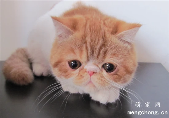 Which of these ten mistakes you make when raising a cat?