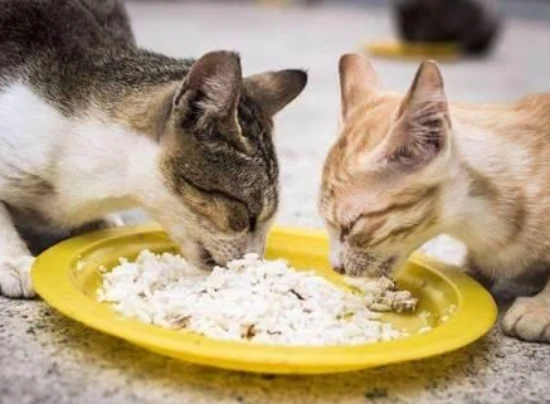 How to tell if your cat is overfed