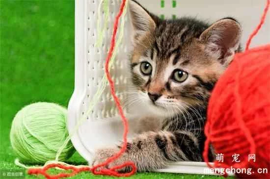 What foods should cats eat in moderation?