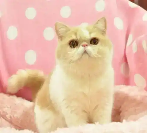 What is the function of a cat's coat system?