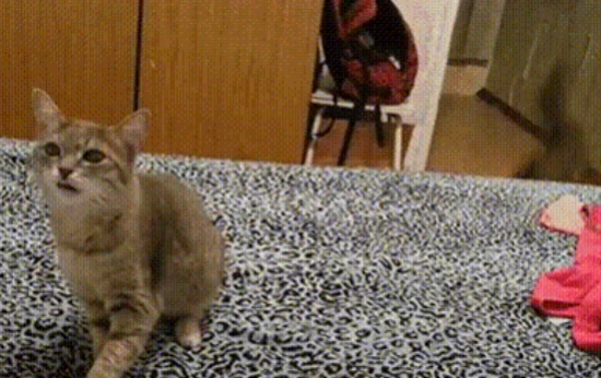 Is it shedding season again? Here are 5 simple tips to solve your cat hair problem.