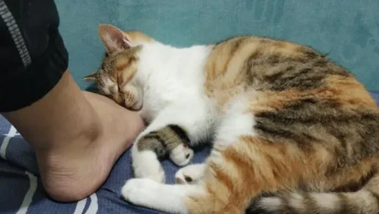 The cat kept circling around me and rubbing against me while I kept meowing.