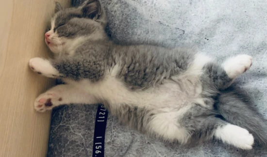 When a cat rolls onto its back and faces you, it doesn't just mean it likes you. Don't misunderstand it!